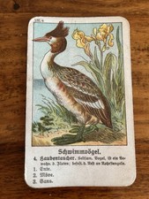 Quartettspiel Vögel Um 1920